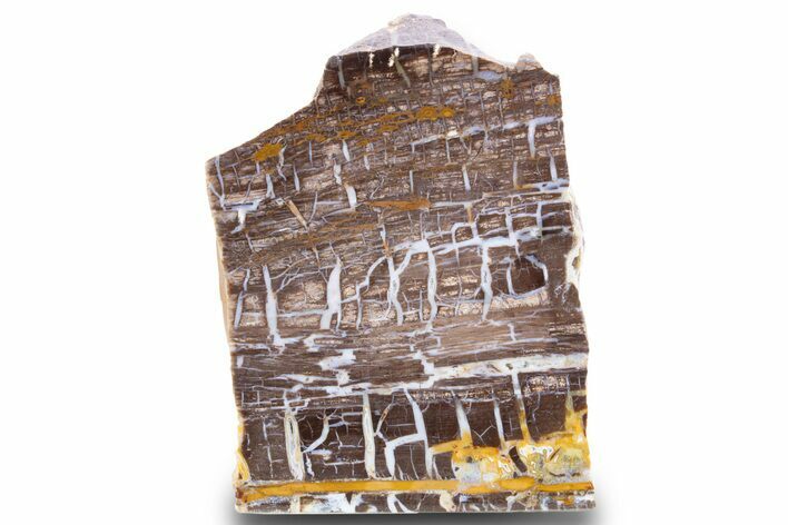 Polished Petrified Shrinkwood Stand-Up - Parker, Colorado #302937